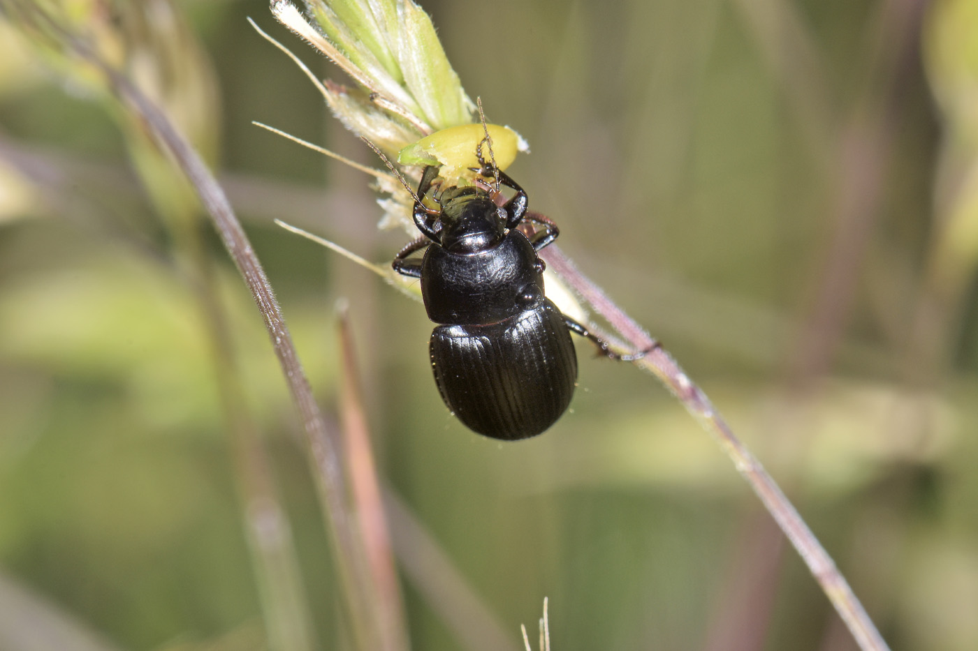 Carabidae: Harpalus sp? S, Harpalus serripes